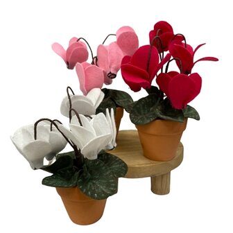 DIY Pakket Cyclamen, verkrijgbaar in 3 kleuren!