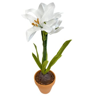 DIY Pakket Amaryllis Wit