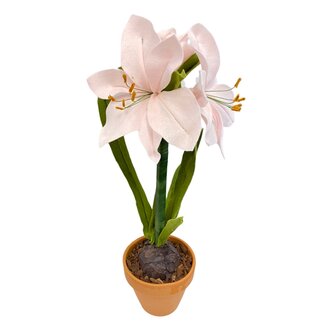 DIY Pakket Amaryllis Roze