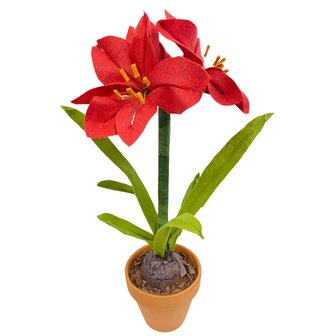 DIY Pakket Amaryllis Rood